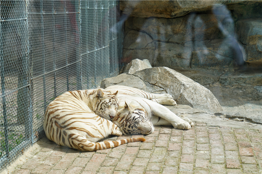 我和宿州有个约会，一场花事，一次慢旅行，探寻最烟火的宿州味道