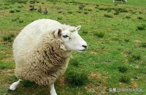 快手主播说在澳洲打工真的赚钱吗,中国人去澳洲打工一年能赚多少钱