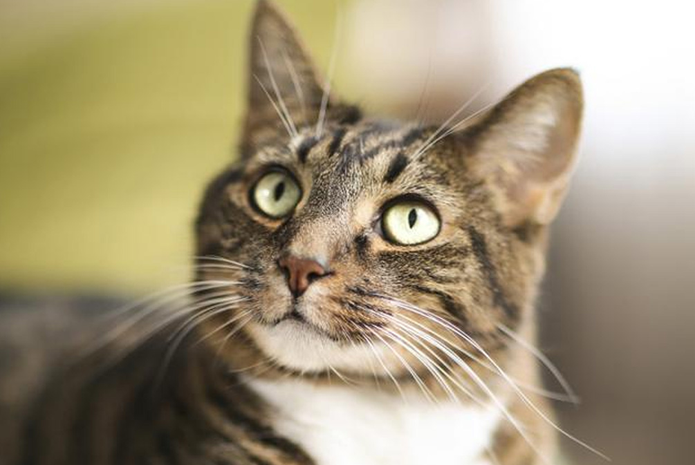 猫皮肤发痒怎么治疗,猫皮肤瘙痒用什么药膏