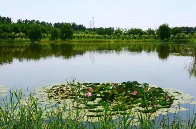 北京小众湿地公园免费,北京周边湿地公园