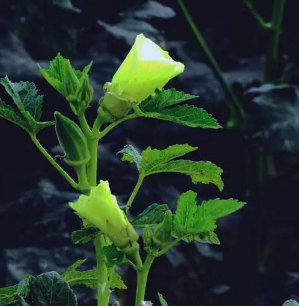 秋葵诗句经典名句,秋葵古诗