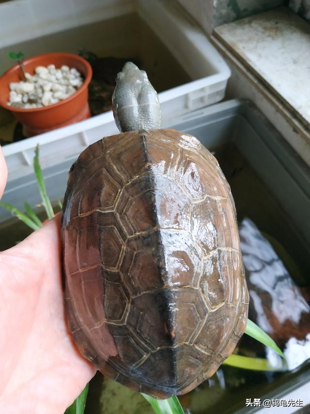 巴西龟白眼病治疗方法,巴西龟白眼病最快最好的治疗方法