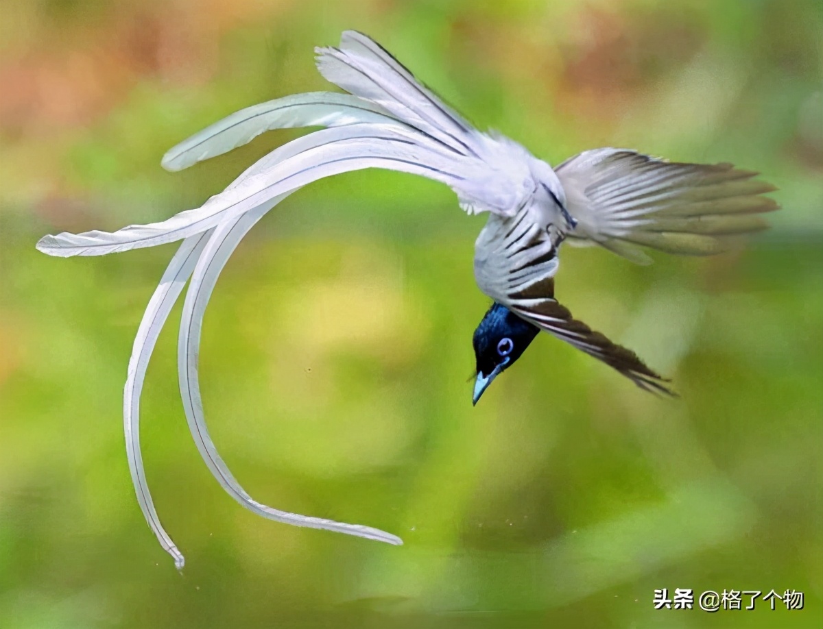 世上最长寿的动植物,古老有寓意的动植物