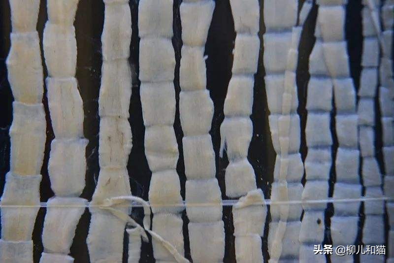 猫咪绦虫驱不干净,猫咪绦虫会不吃不喝吗