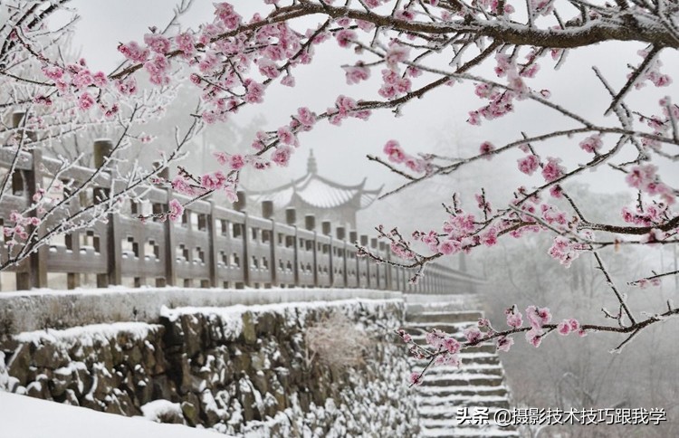 拍梅花怎么拍照片出高级感,拍梅花照片的技巧与方法