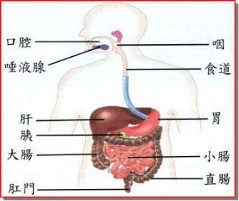 摘除多数内脏仍能活：你不知道人体的十个秘密