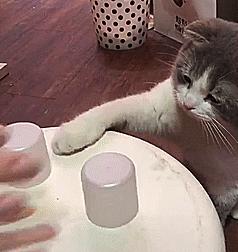 辟谣!猜杯子游戏,猫为什么总能选中有小球的那个?靠隐藏技能?