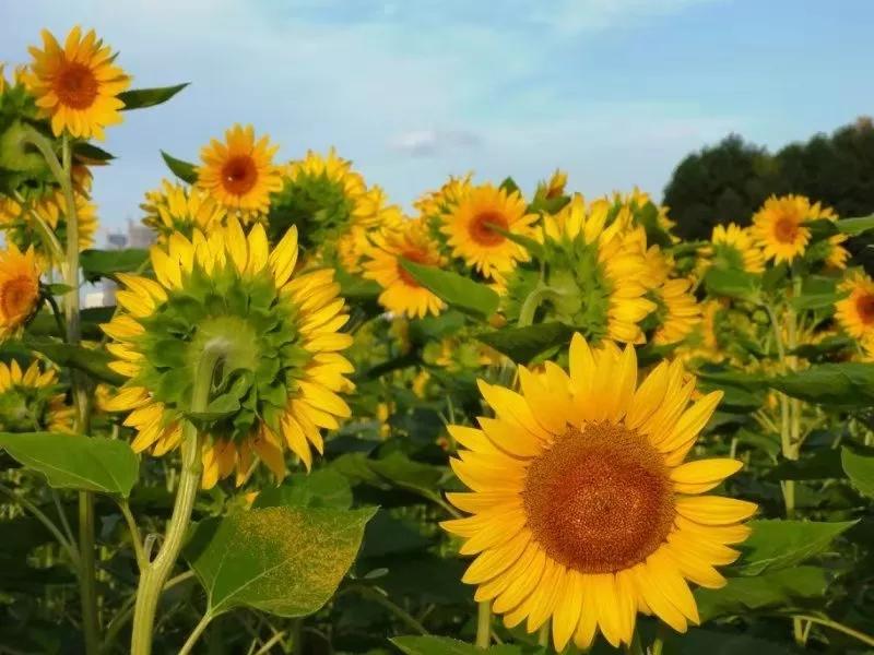 三字经里面三光三才三纲指的是,三字经里三纲者君臣义是什么意思