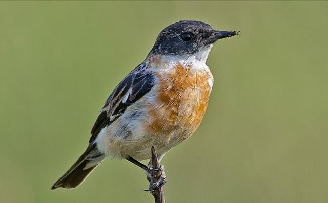 广东常见鸟类图谱和名称图文,东江揽胜鸟类