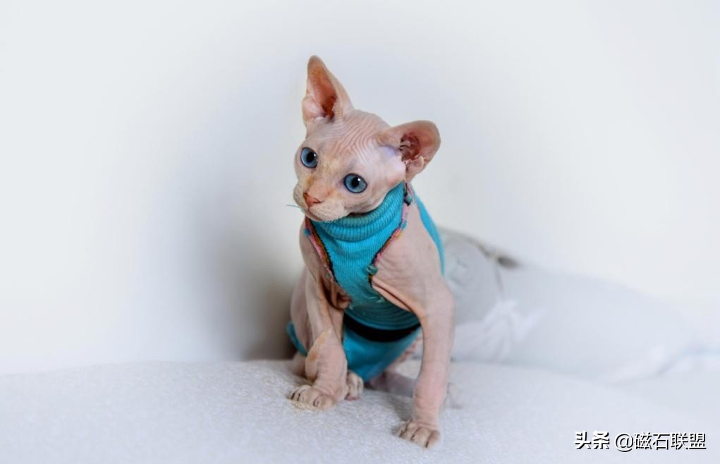 与众不同的特性,独特性格的猫