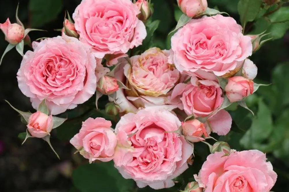 花店常用玫瑰花品种大全,一篇文章带你认识三亚40种花