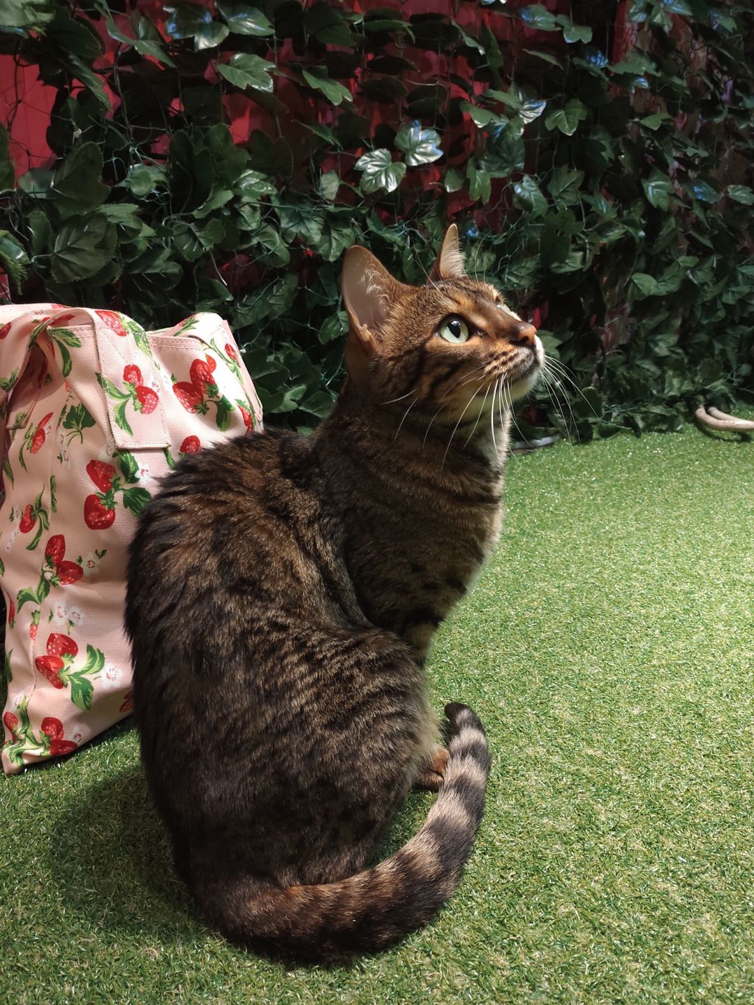 大阪自由行攻略购物,大阪自由行攻略