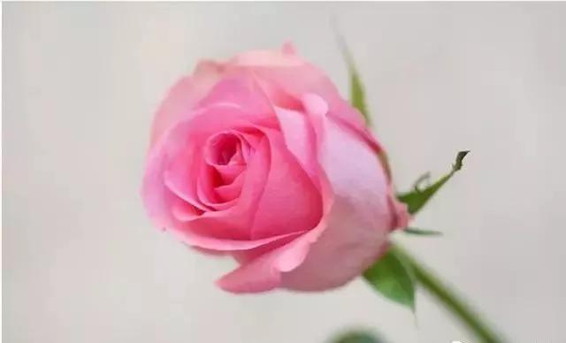 给大家介绍一下玫瑰品种,玫瑰的品种及特点介绍