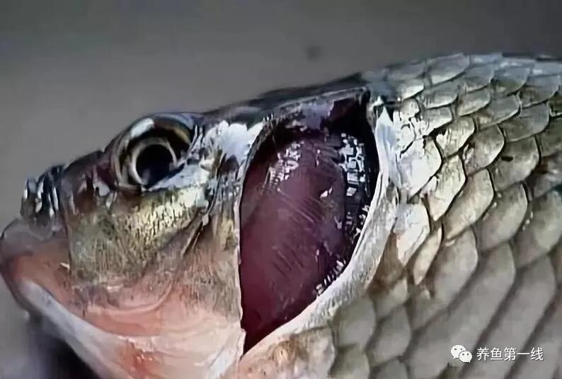 水产鱼鳃虫怎么治疗最好,鱼鳃霉病图片