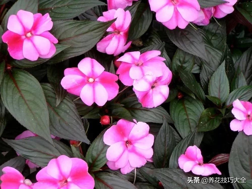 凤仙花幼苗长白毛怎么回事,新几内亚凤仙花的病虫害