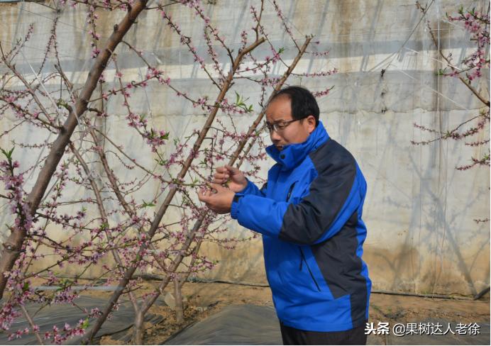 大棚桃树花期可以抹芽,大棚桃种植前景