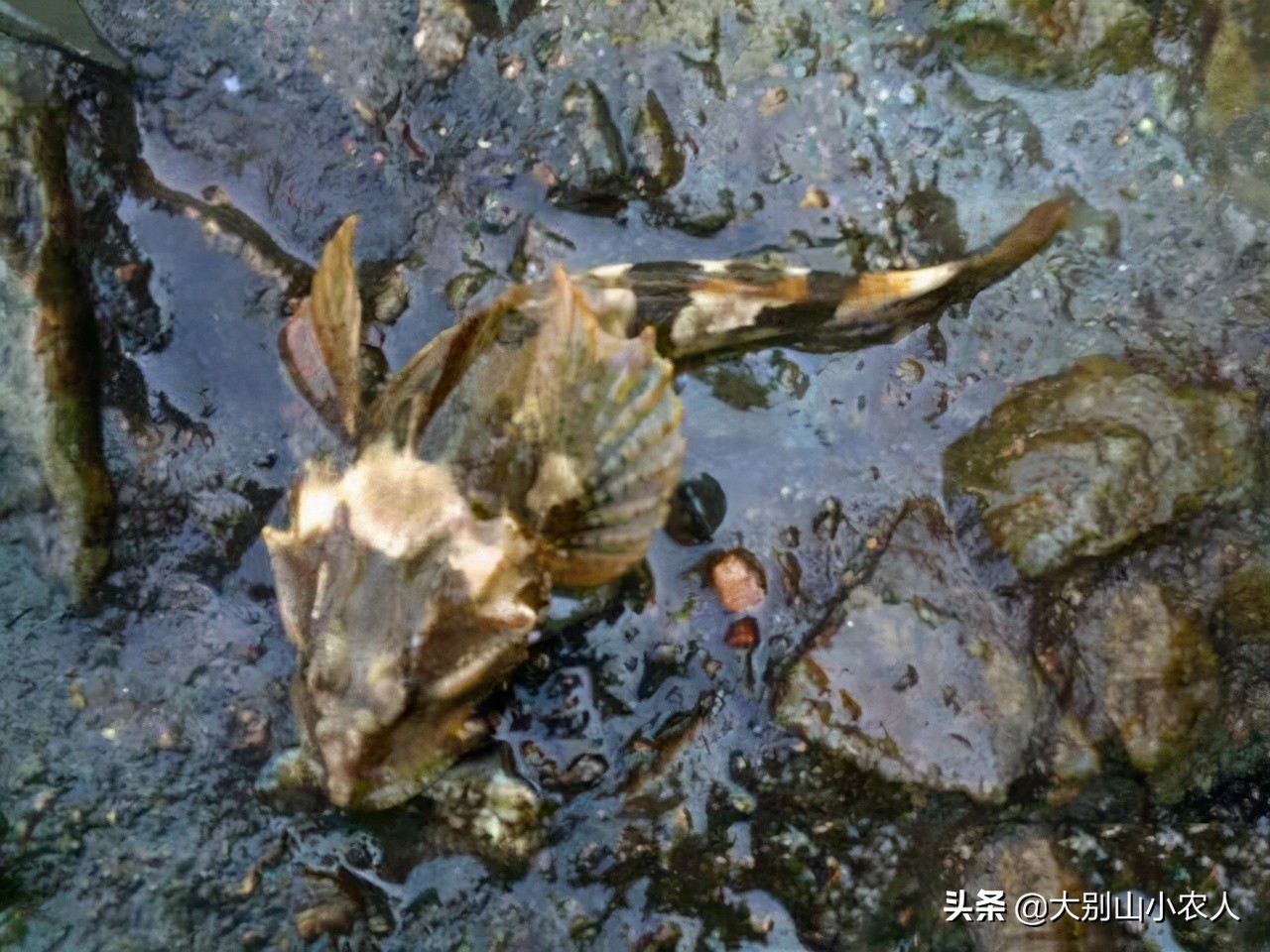 四大家鱼为什么那么难吃,四大家鱼之首的青鱼为何可怕