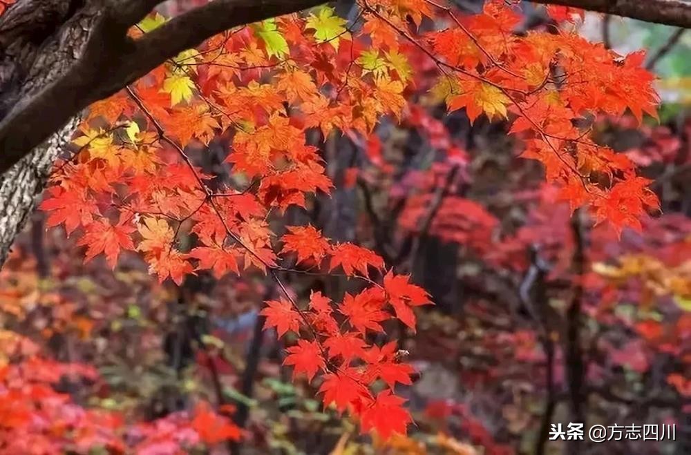 四川改革开放的重大改变,1988年四川改革开放大事记