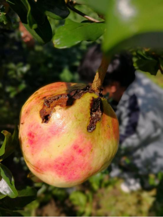 软籽石榴病虫害防治一览表,突尼斯软籽石榴病虫害防治