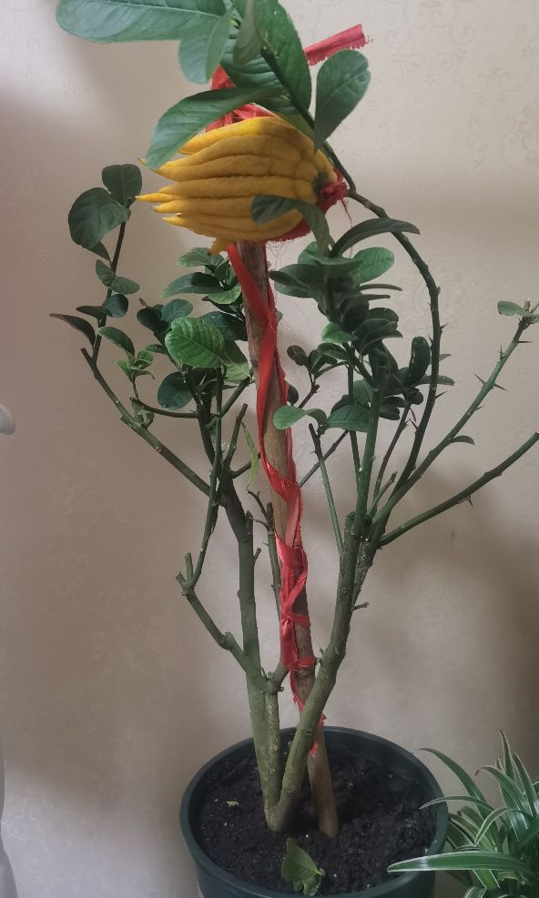 佛手柑做菜的方法,佛手柑怎么做成凉果