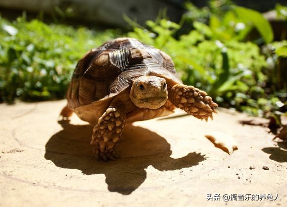 新龟入手注意事项,新手养龟到底该给乌龟倒多少水