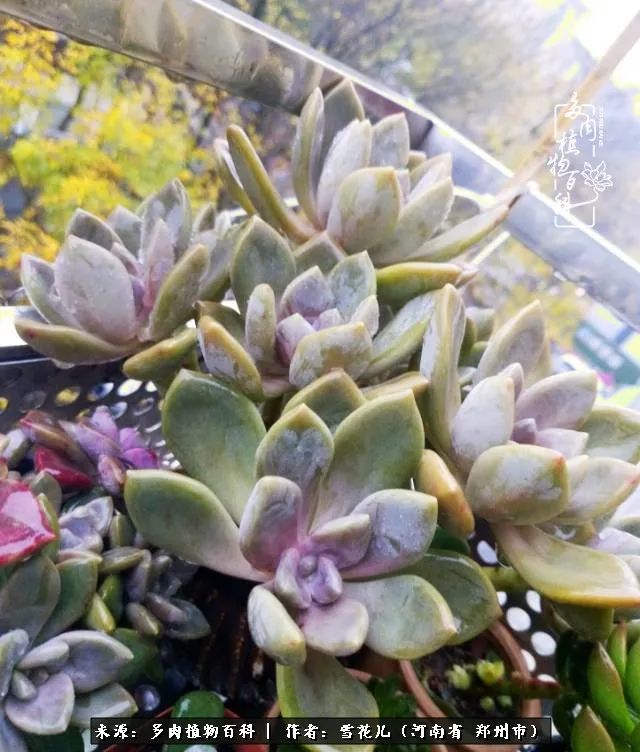 我的多肉乐园,多肉三寸阳台效果图