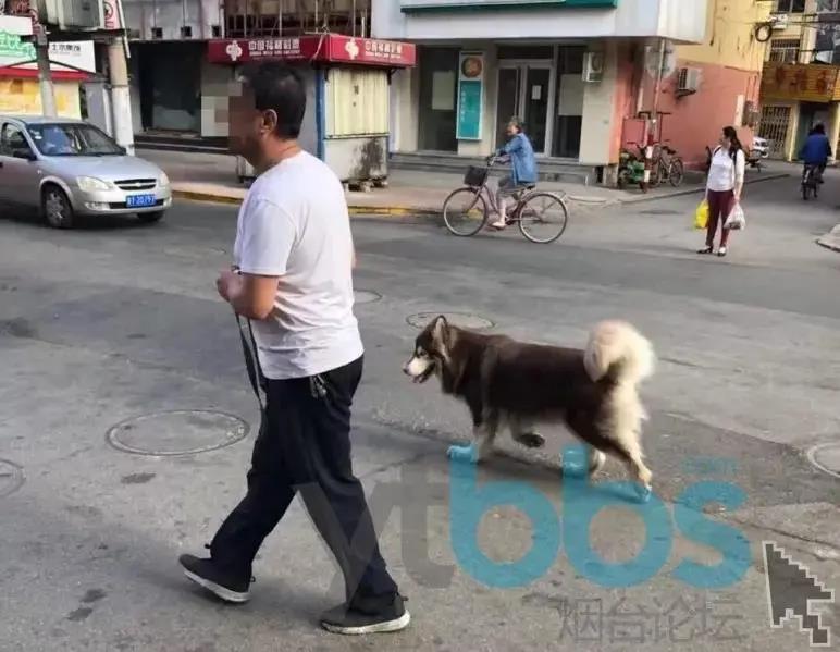 养犬不规范伤人,养犬不规范扰民伤和气