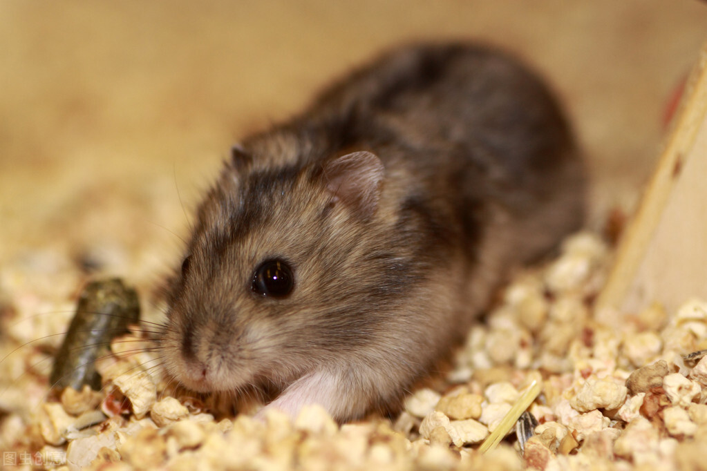 萌宠科普仓鼠,萌宠小仓鼠橡皮