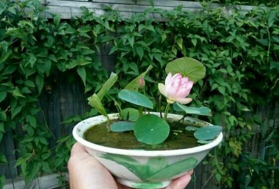 碗莲怎么养才能迅速开花,碗莲如何养殖能多开花