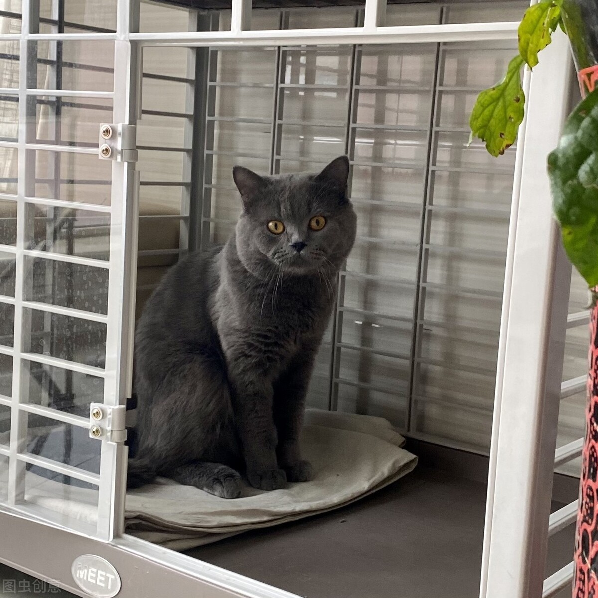 蓝猫饲养技巧大全视频,养折耳蓝猫注意事项