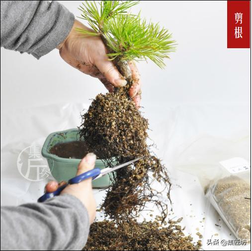 怎么养黑松盆景,触类旁通的正确用法