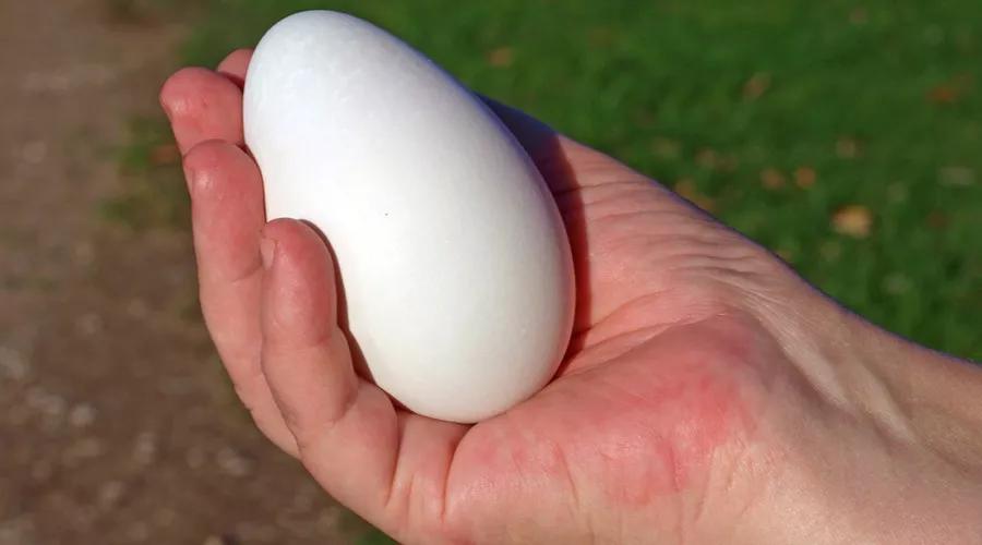 老家人说吃鹅蛋去胎毒,除胎毒吃鹅蛋