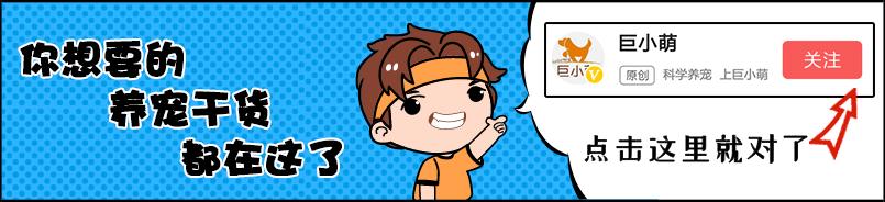 养哈士奇必须要知道的,养哈士奇的一百个理由