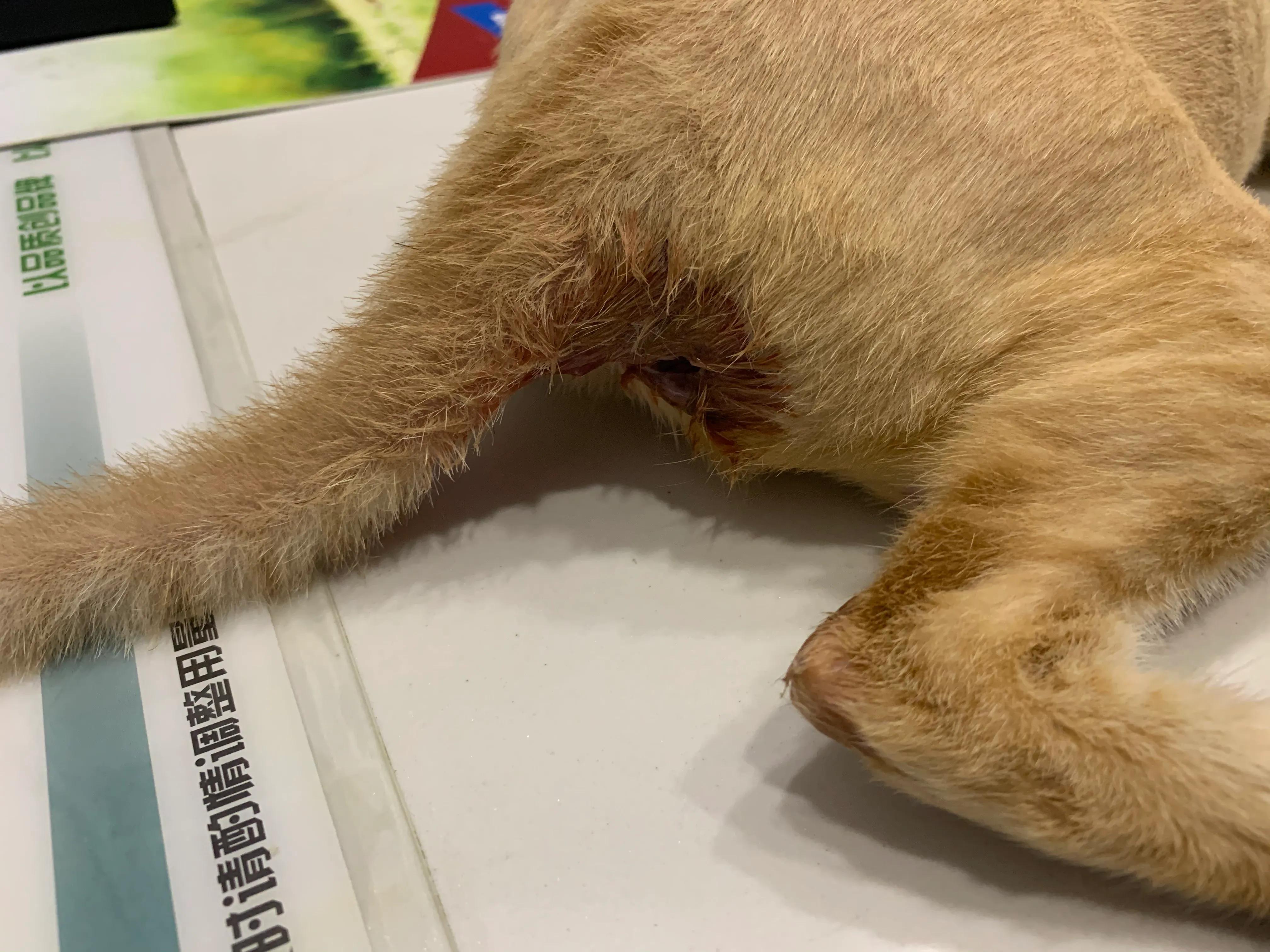 猫脓肿的治疗方案,猫咪肛门腺溃烂反复发作怎么治疗