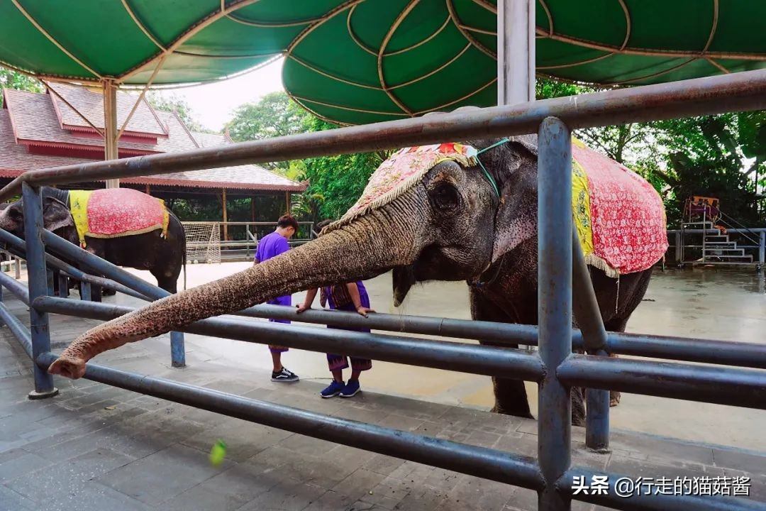 西双版纳曼听公园傣王宫简介,西双版纳曼听御花园的傣王是谁