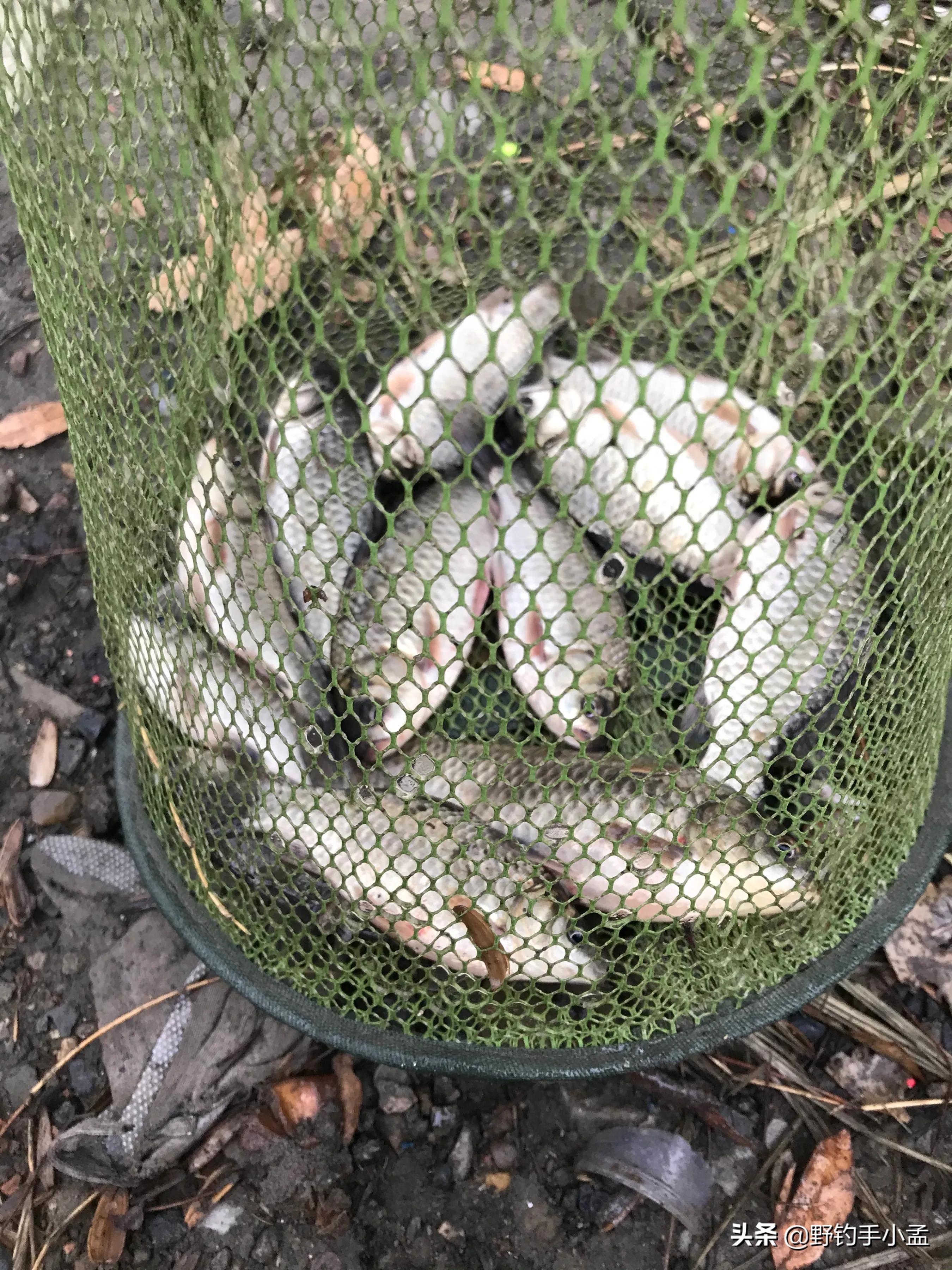 正确泡沫珠钓法图解,泡沫珠珠钓鱼方法