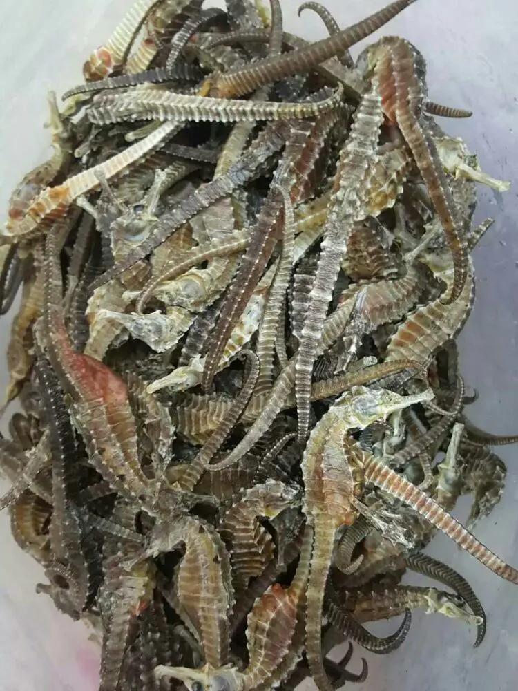 海陵岛闸坡渔港,海陵岛闸坡世界级渔港码头