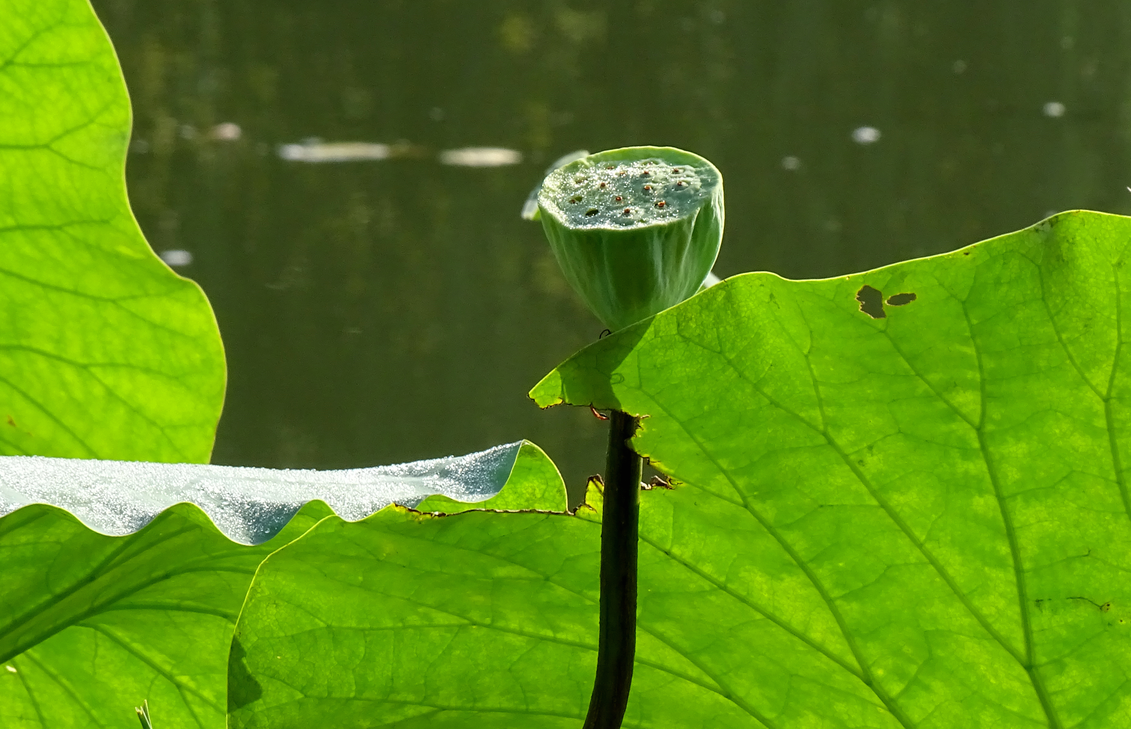 索尼dsc-hx400拍飞机效果,索尼dsc-hx400照片调色