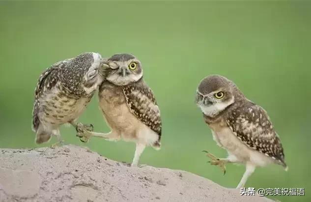 今天2.1，2月第1天，谁编的，太好笑了，给群里乐一乐~