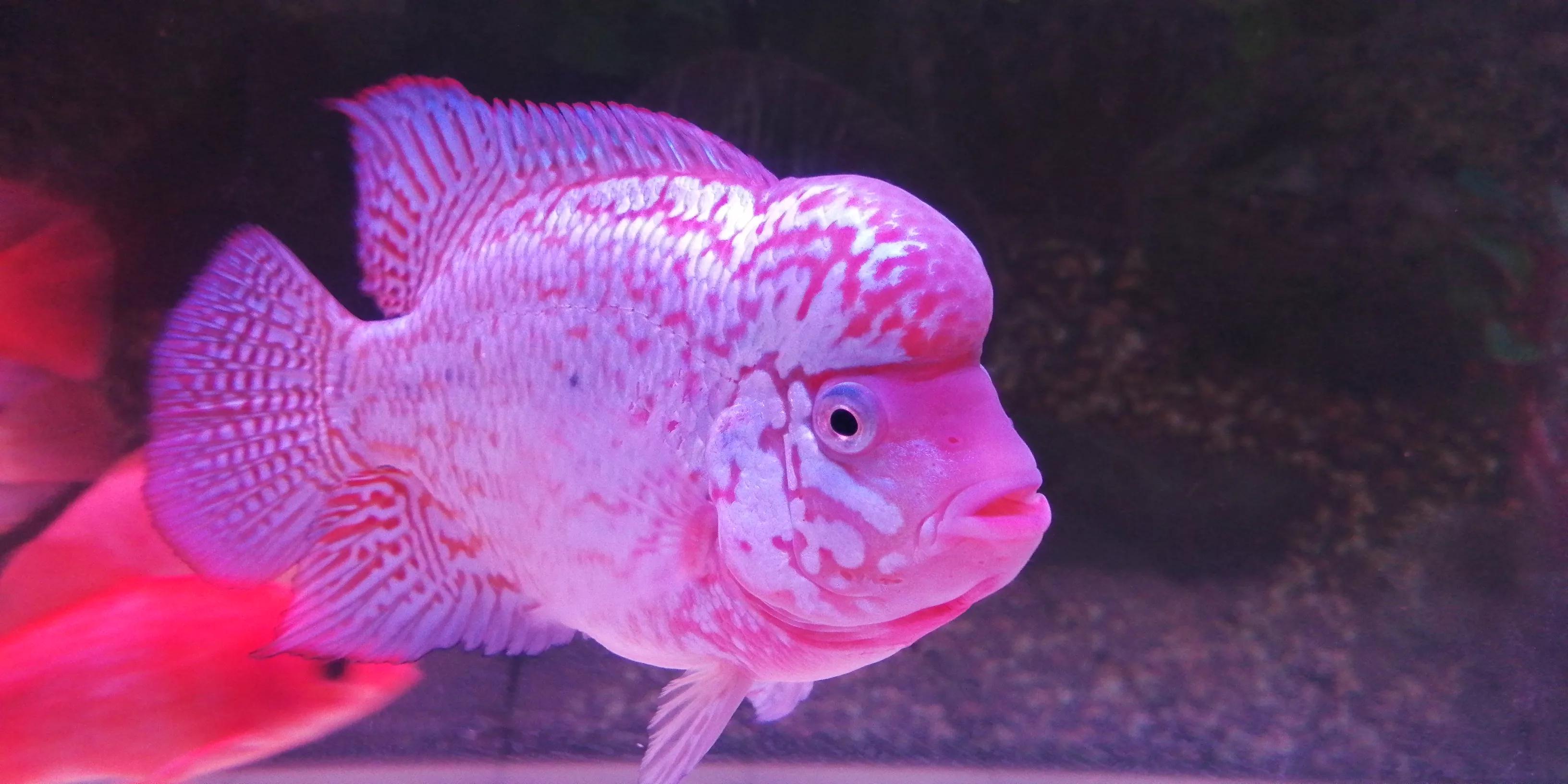 泰金罗汉和鹦鹉鱼混养,罗汉鱼可以和鹦鹉混养吗