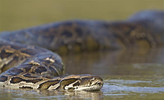 人类遇到亚马逊森蚺怎么自救,森蚺有可能被撑死吗