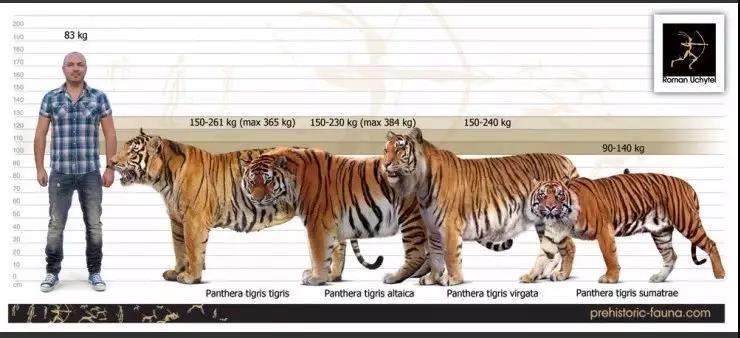 哪种犬可以单挑过老虎,能战胜狼的猛犬