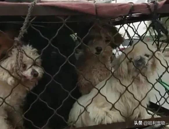 路边奄奄一息的狗狗泰迪,路边奄奄一息小狗