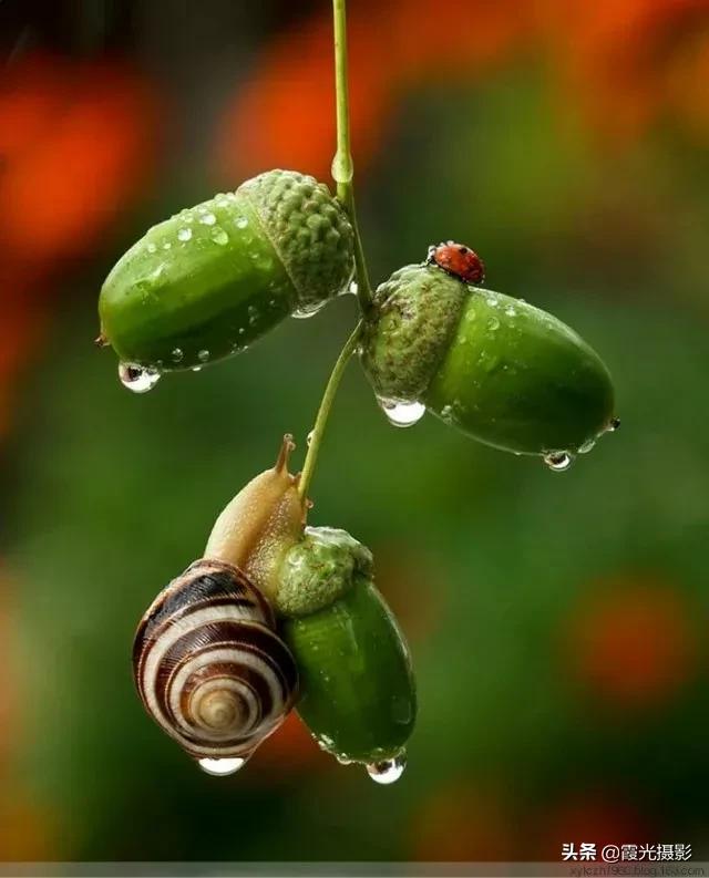 松鼠最爱吃什么橡子果,松鼠最爱的橡果