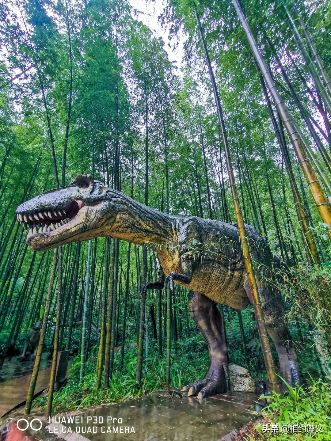 赤水大瀑布 侏罗纪公园 (贵州赤水侏罗纪公园攻略)