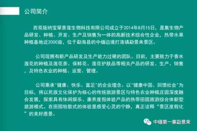 泰国顶级睡莲博士Dr.Nopchai版纳行，被勐景来圈粉