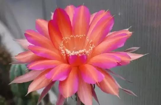 100种仙人球开花图鉴，平时丑丑的它们，开起花来，惊艳