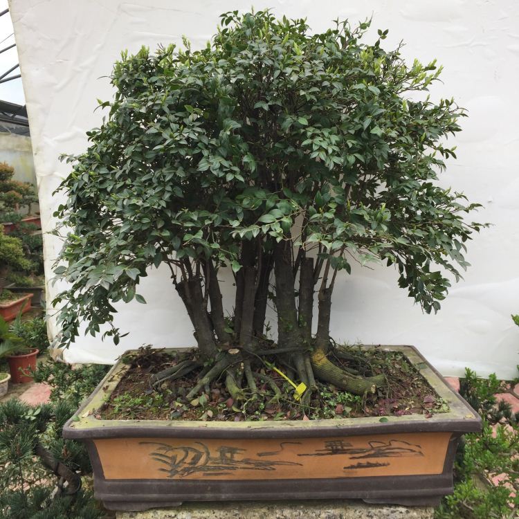 室内花期长又好养的花小叶紫檀,小叶紫檀客厅花草