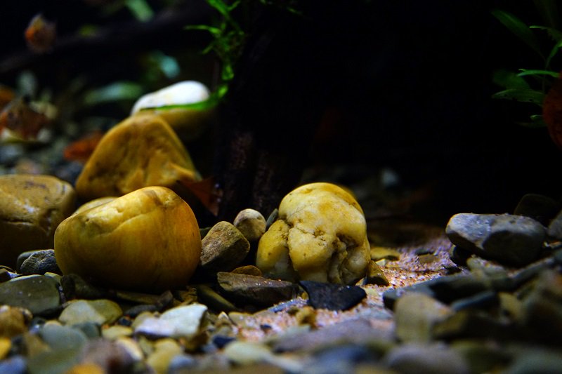 南美水族论坛推荐,南美水草造景论坛