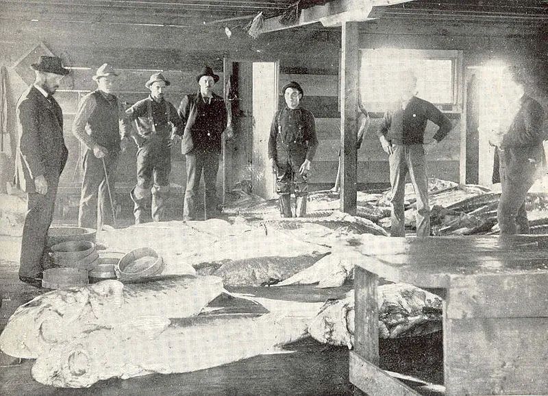 黑龙江里的鳇鱼以什么为食,松花江历史上最大的鳇鱼